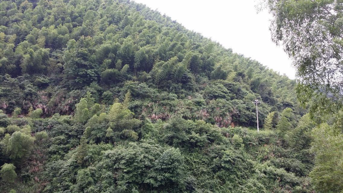 范文芳挺孕肚頒獎 吳尊求當鄭惠玉親家